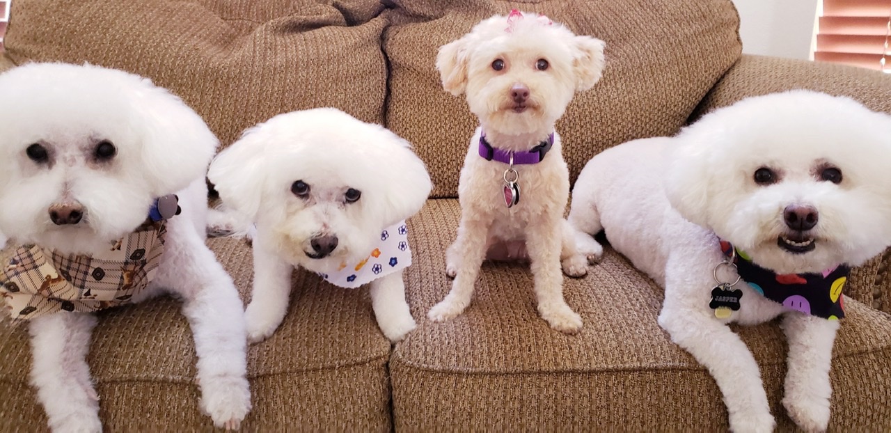 Four small dogs sitting on a couch.