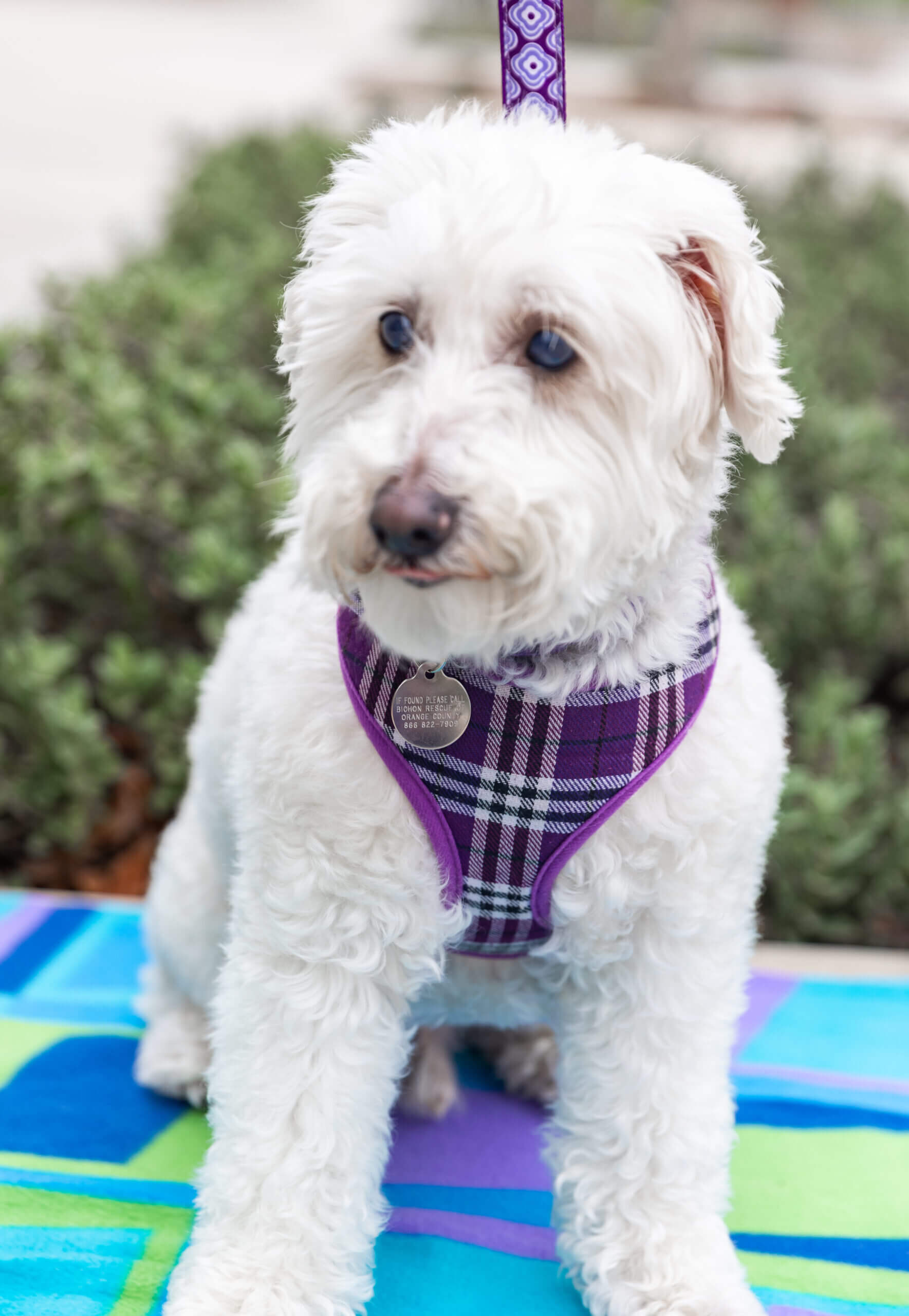 White dog wearing purple plaid harness.