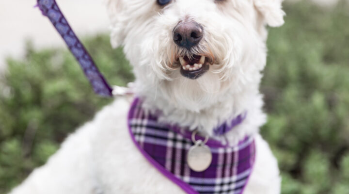 White dog wearing a purple plaid harness.