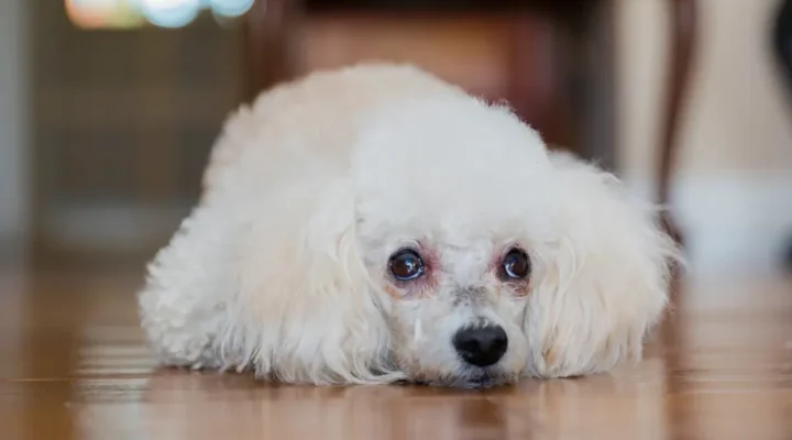 White poodle lying on wooden floor.