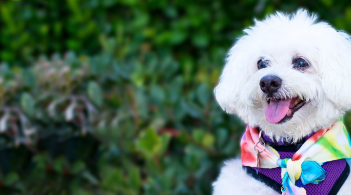 White dog with colorful bandana outdoors.
