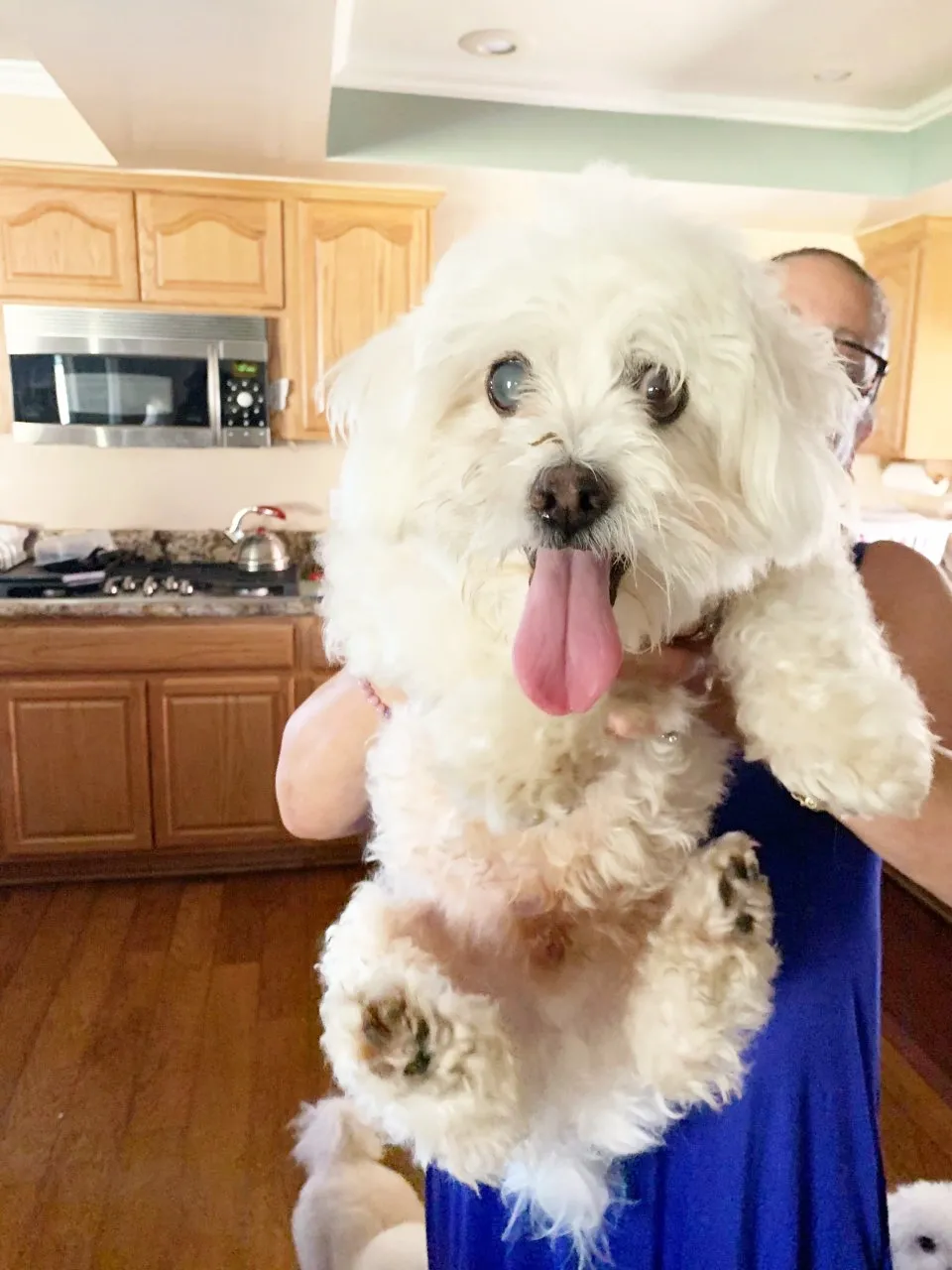 Fluffy white dog being held indoors.