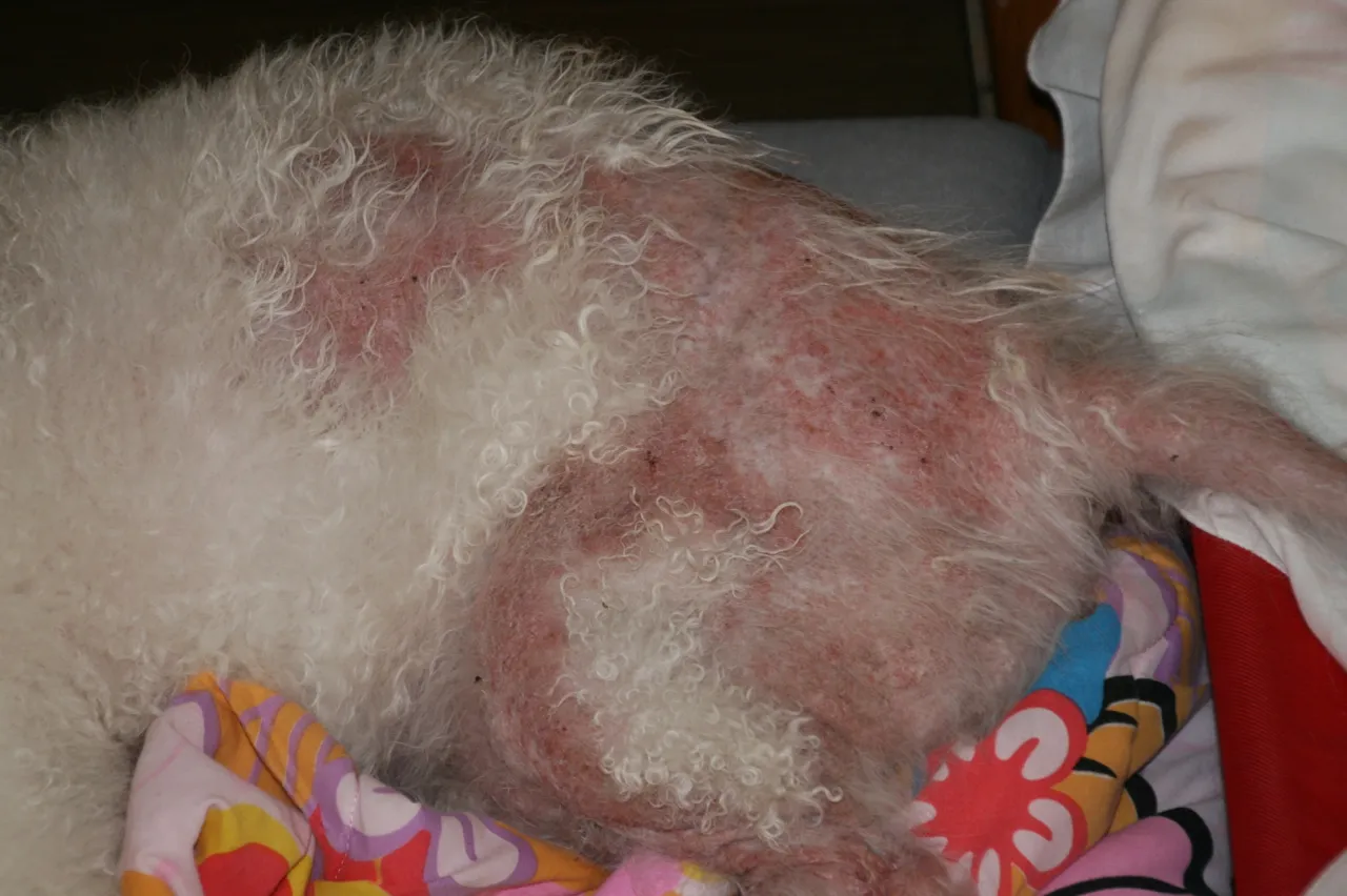 Dog with irritated skin on colorful blanket.