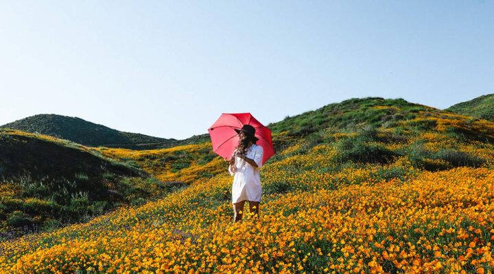 Person with red umbrella in flower field.