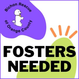 Fosters Needed