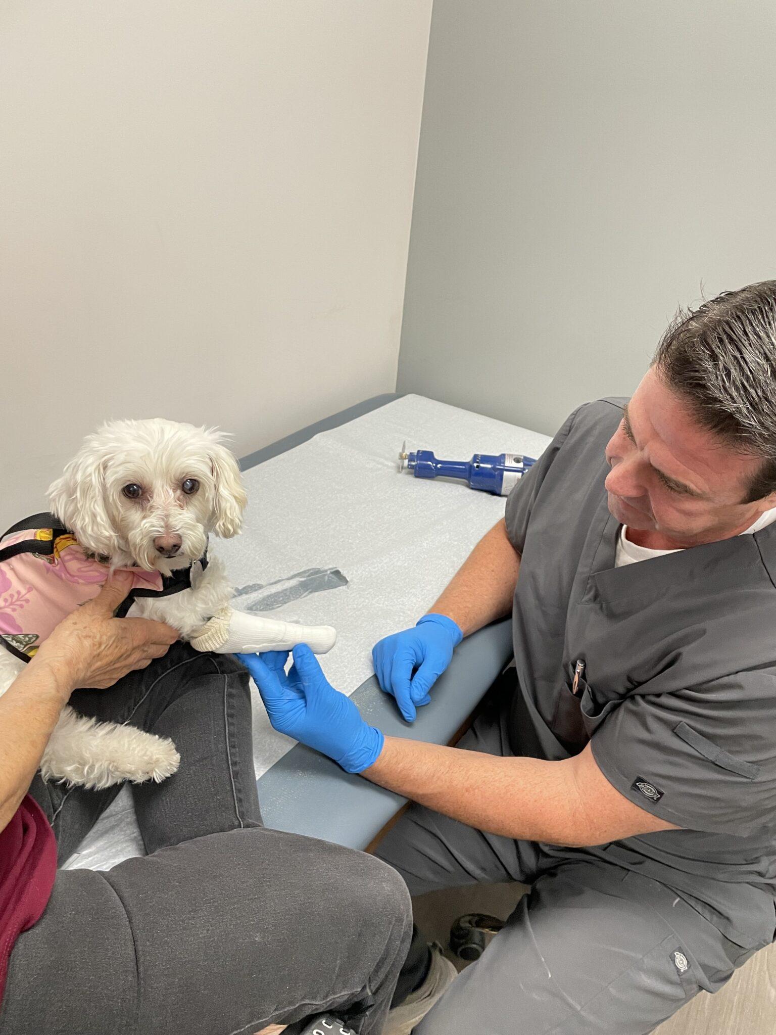 Recovery Room Dogs – Bichon Rescue of Orange County