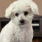 Finnegan #505