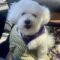 Finnegan #505