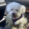 Finnegan #505