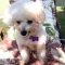 Teddy #521