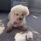 Teddy #521