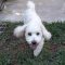 Lola #523
